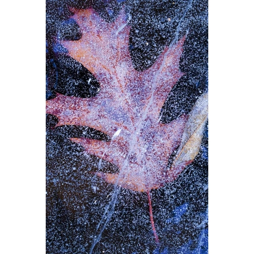 Canada, Quebec, Red oak leaf under lake ice